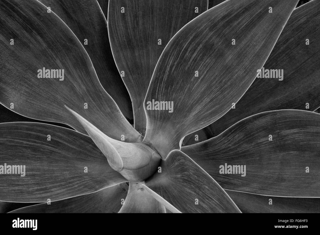 Agave attenuata Foto Stock