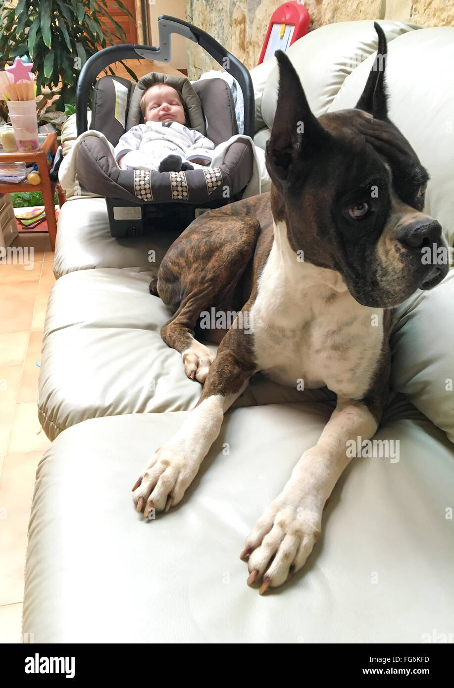 Un boxer cane di razza veglia su di un neonato Foto Stock