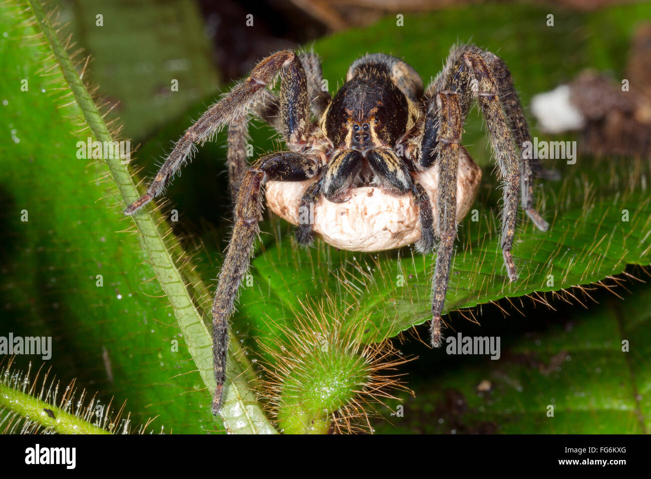Girovagando Spider (Famiglia Ctenidae) custodisce un uovo sac nel sottobosco della foresta pluviale, provincia di Pastaza, Ecuador Foto Stock