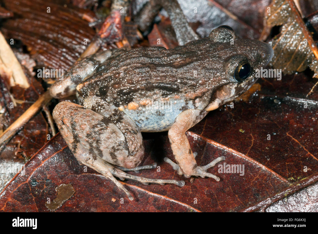 Jungle Frog (Adenomera hylaedactyla) sul suolo della foresta pluviale, provincia di Pastaza, Ecuador Foto Stock