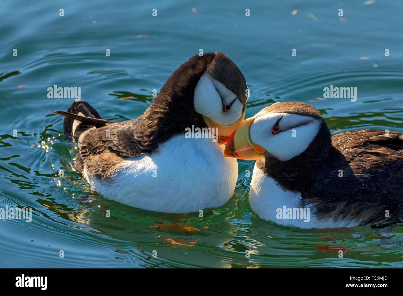 In prossimità di una coppia di cornuto i puffini essendo affettuoso, Kodiak, Southwest Alaska Foto Stock