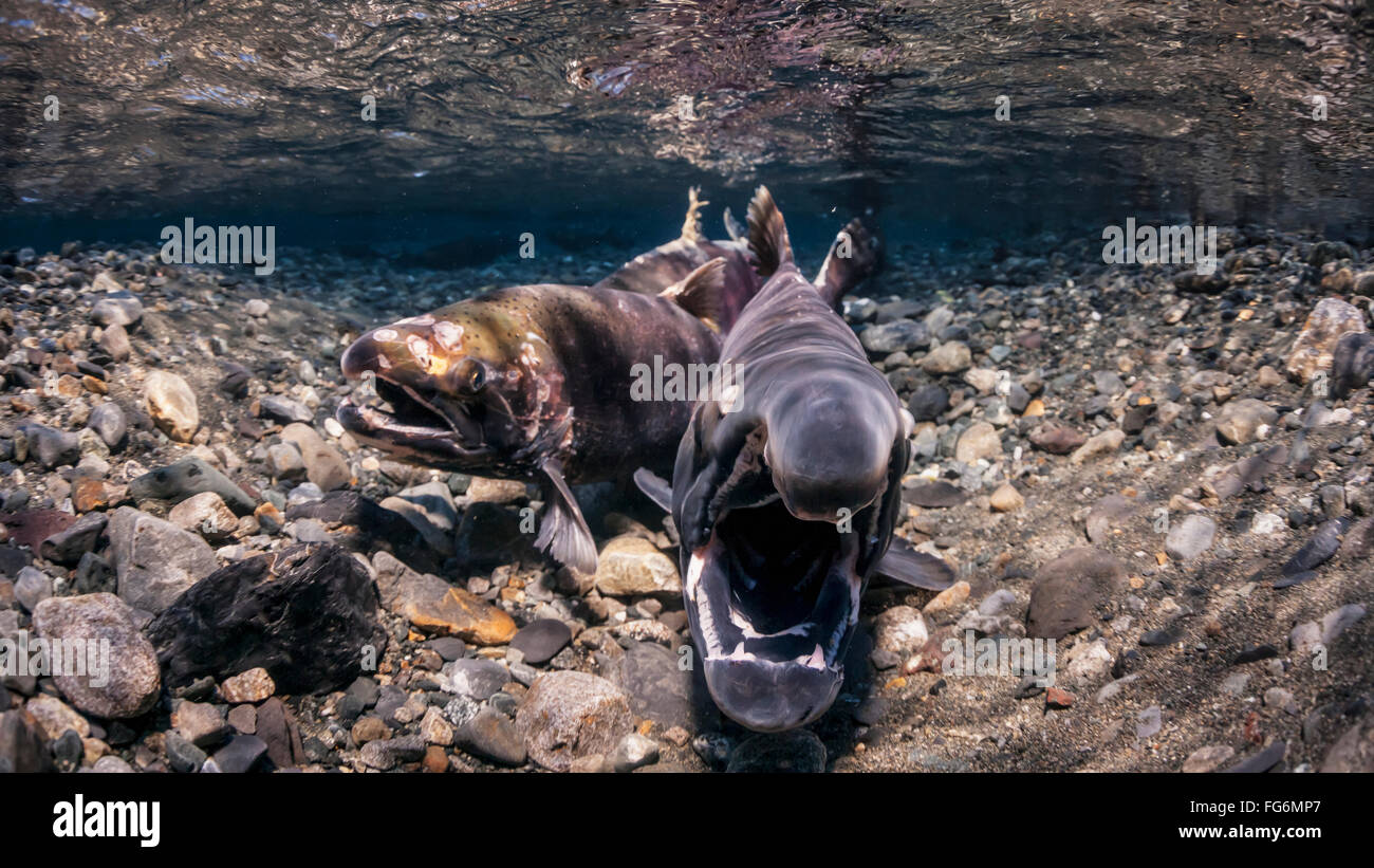 Voce maschile Coho Salmoni (Oncorhynchus kisutch) risponde alla femmina di indagine da schiusi, vista subacquea in un Alaskan stream durante l'autunno. Foto Stock