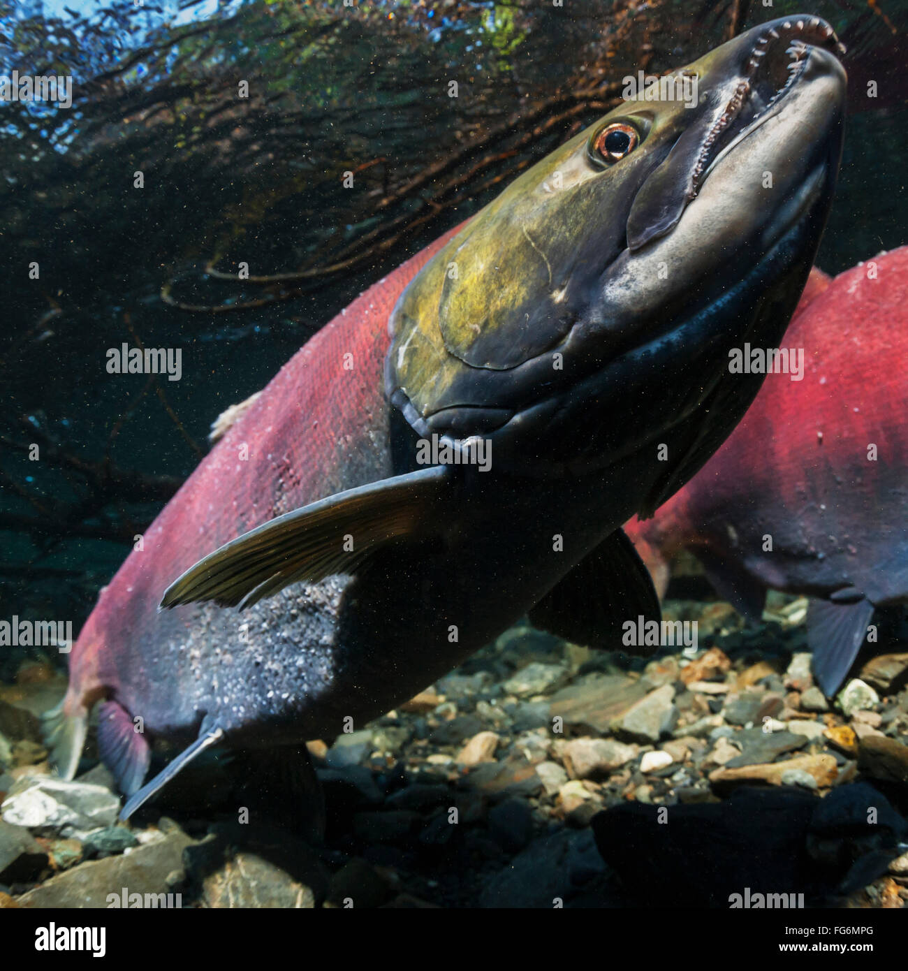 Maschio Sockeye Salmon (Oncorhynchus Nerka) minaccia un altro maschio sollevando le sue formidabili ganasce con questa posizione testa inclinata in un flusso d'Alaska D... Foto Stock