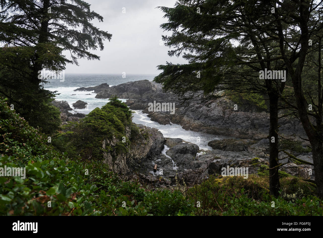 Wild Pacific Trail, Pacific Rim National Park; British Columbia, Canada Foto Stock