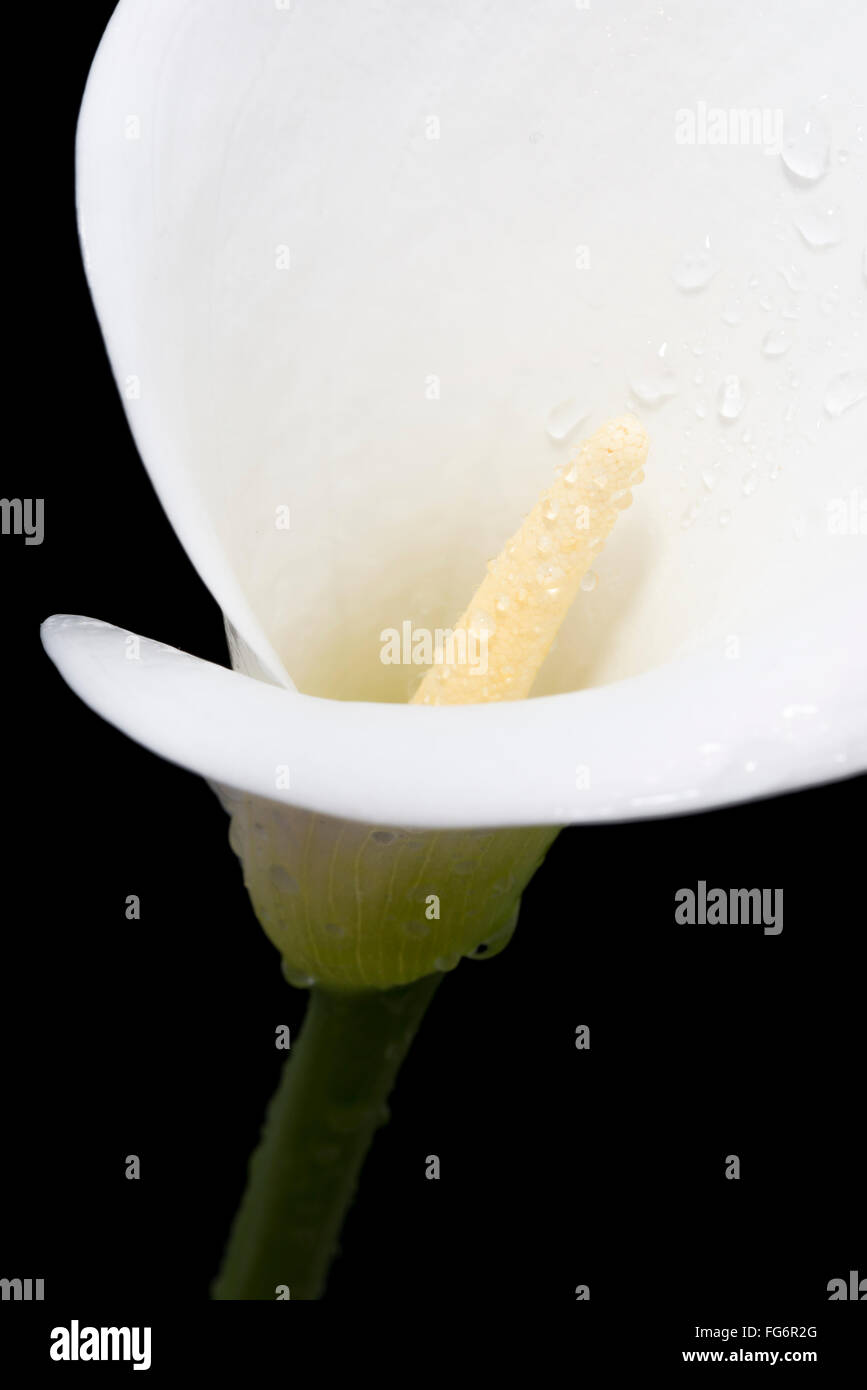 Close up white arum o Calla Lily (Zantedeschia aethiopica) coperto di goccioline di acqua contro uno sfondo nero; Londra, Inghilterra Foto Stock