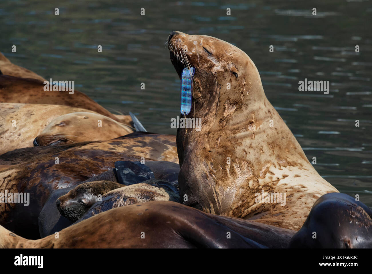 Sea Lion con esca artificiale catturati in un angolo della bocca. Kodiak, Alaska, estate. Foto Stock