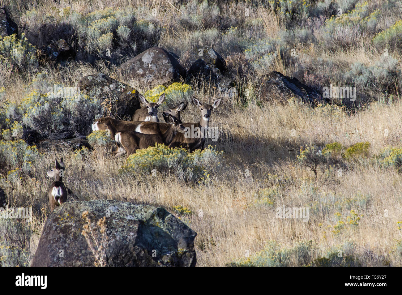 Allevamento di mulo o Blacktail deer nella spazzola Foto Stock
