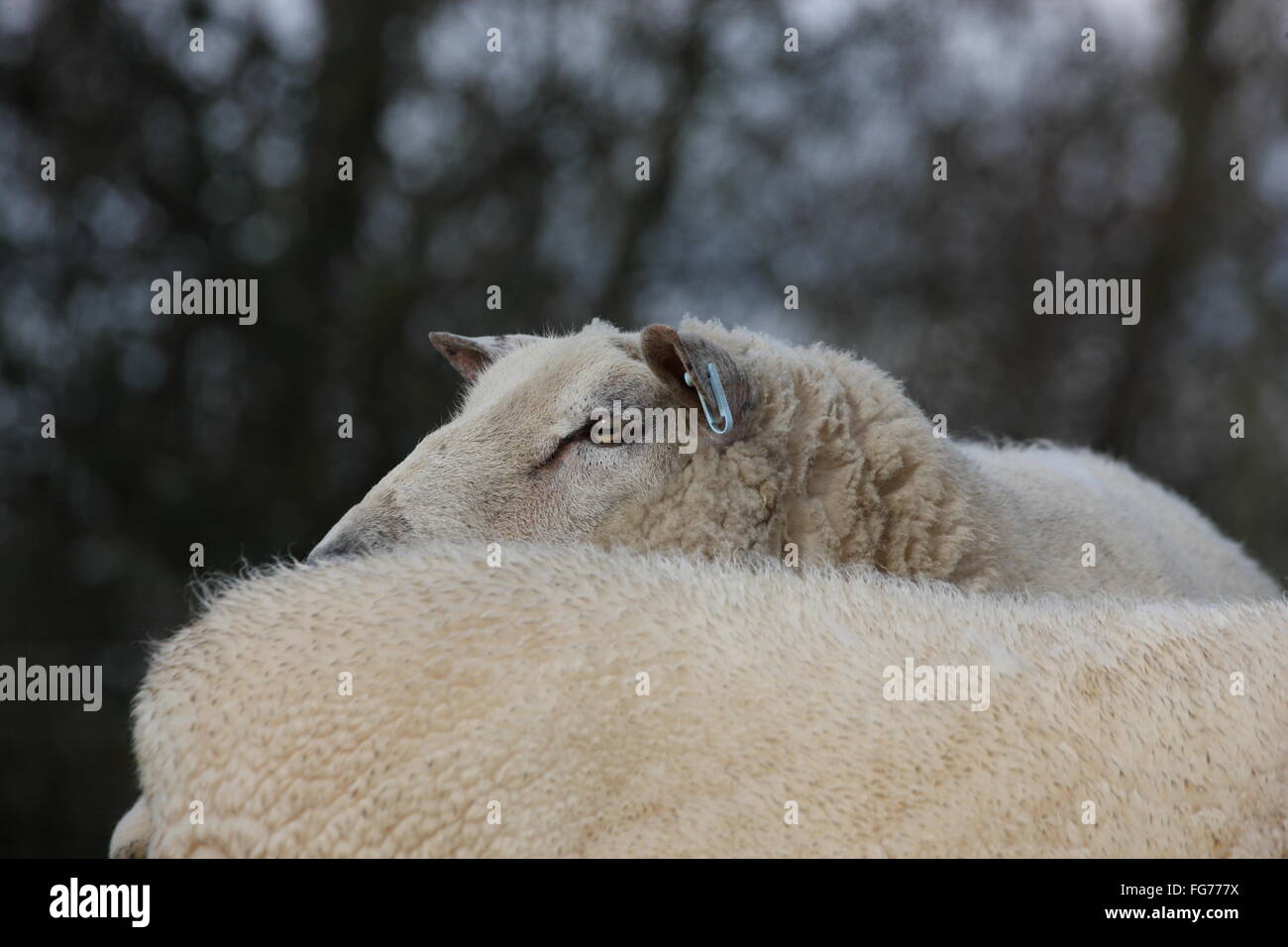 Ram dietro una pecora, alberi in background-lleyn ram e testa di pecora di ram Foto Stock