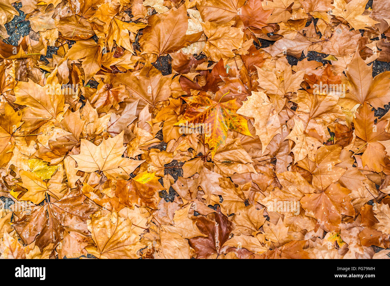Platano, caduto foglie di autunno - Francia. Foto Stock