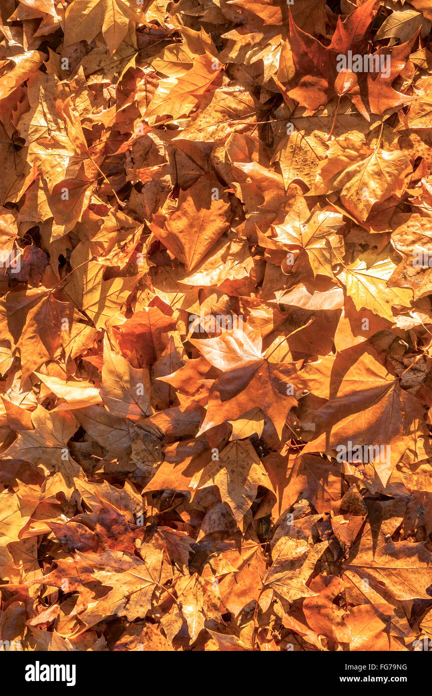 Platano, caduto foglie di autunno - Francia. Foto Stock