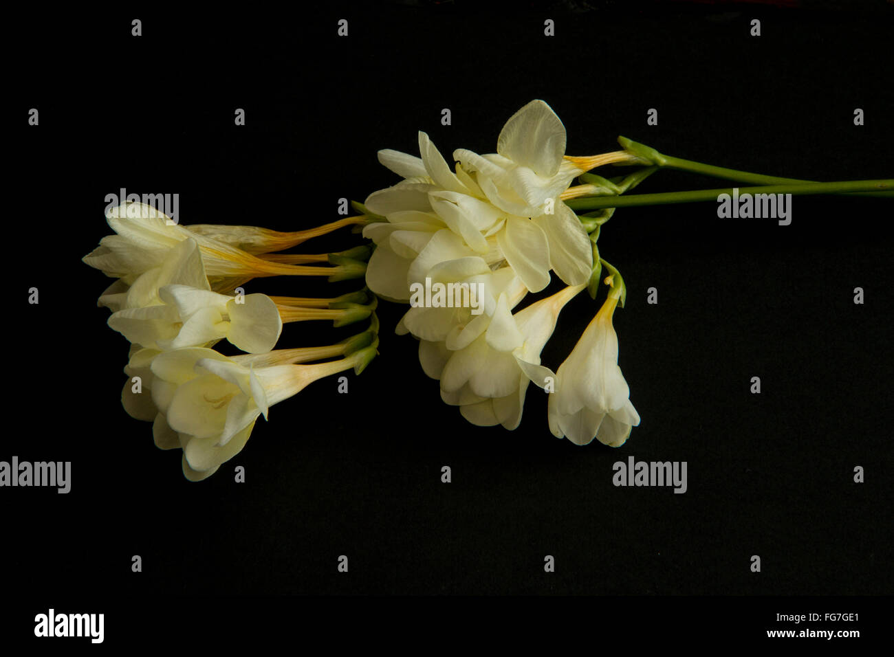 Semplice vita ancora di due mazzetti di freesias Foto Stock