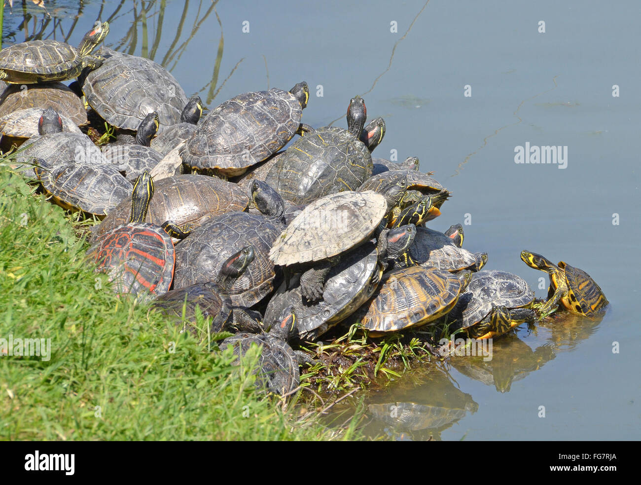 Le tartarughe di acqua di famiglia Foto Stock