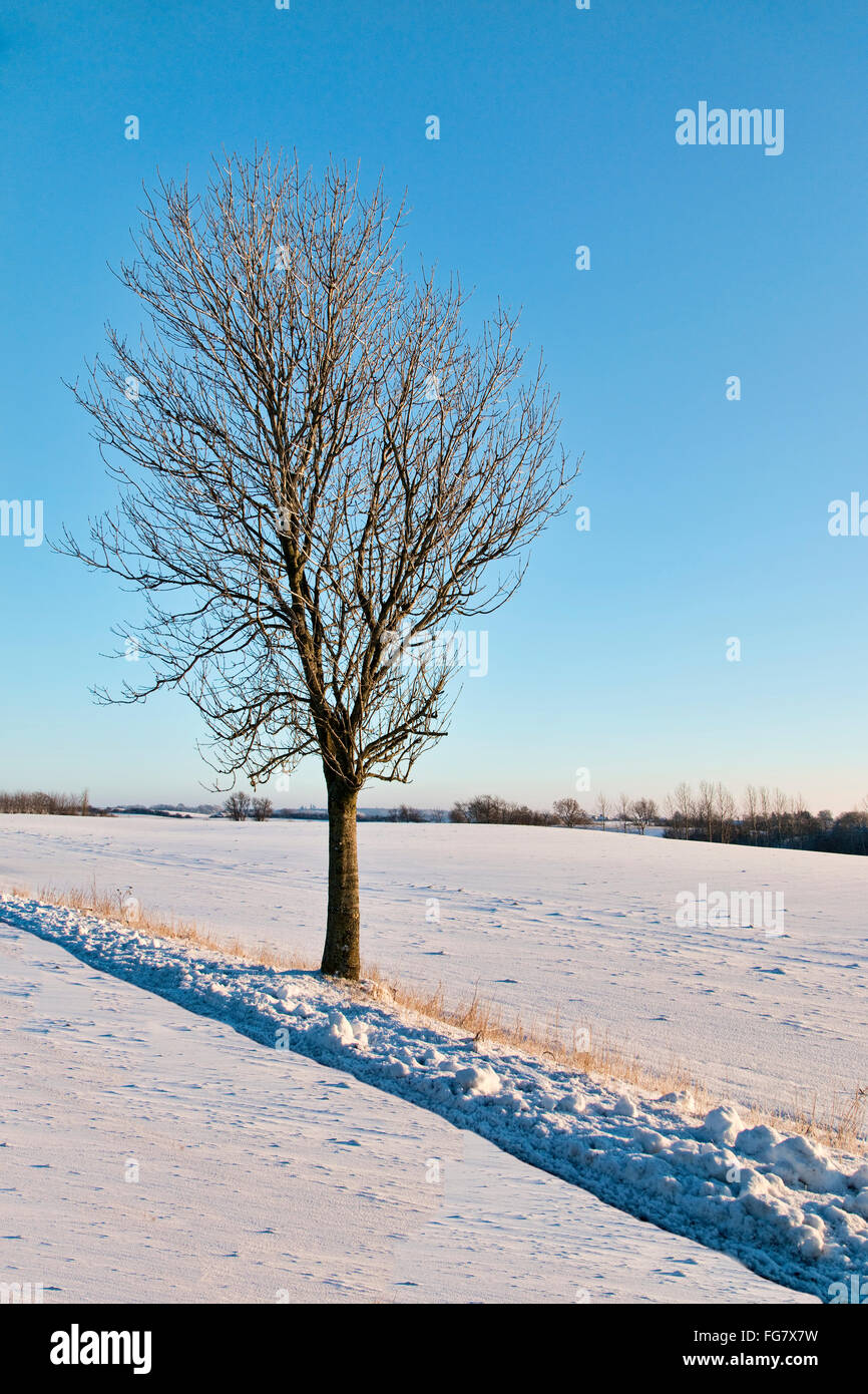 Piccolo albero nella neve in un giorno chiaro Foto Stock