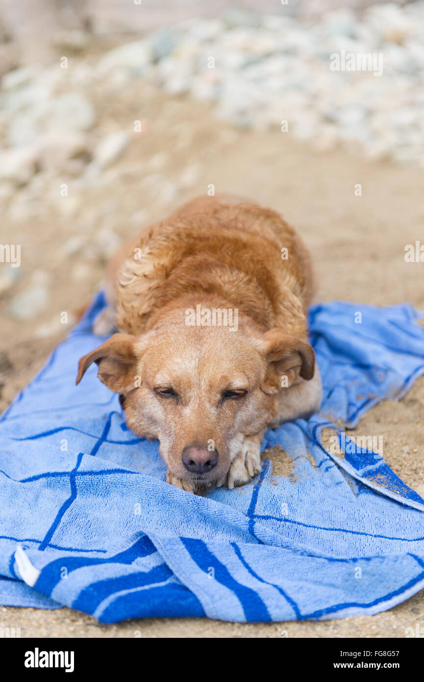 Cane in appoggio su un asciugamano da bagno in spiaggia Foto Stock