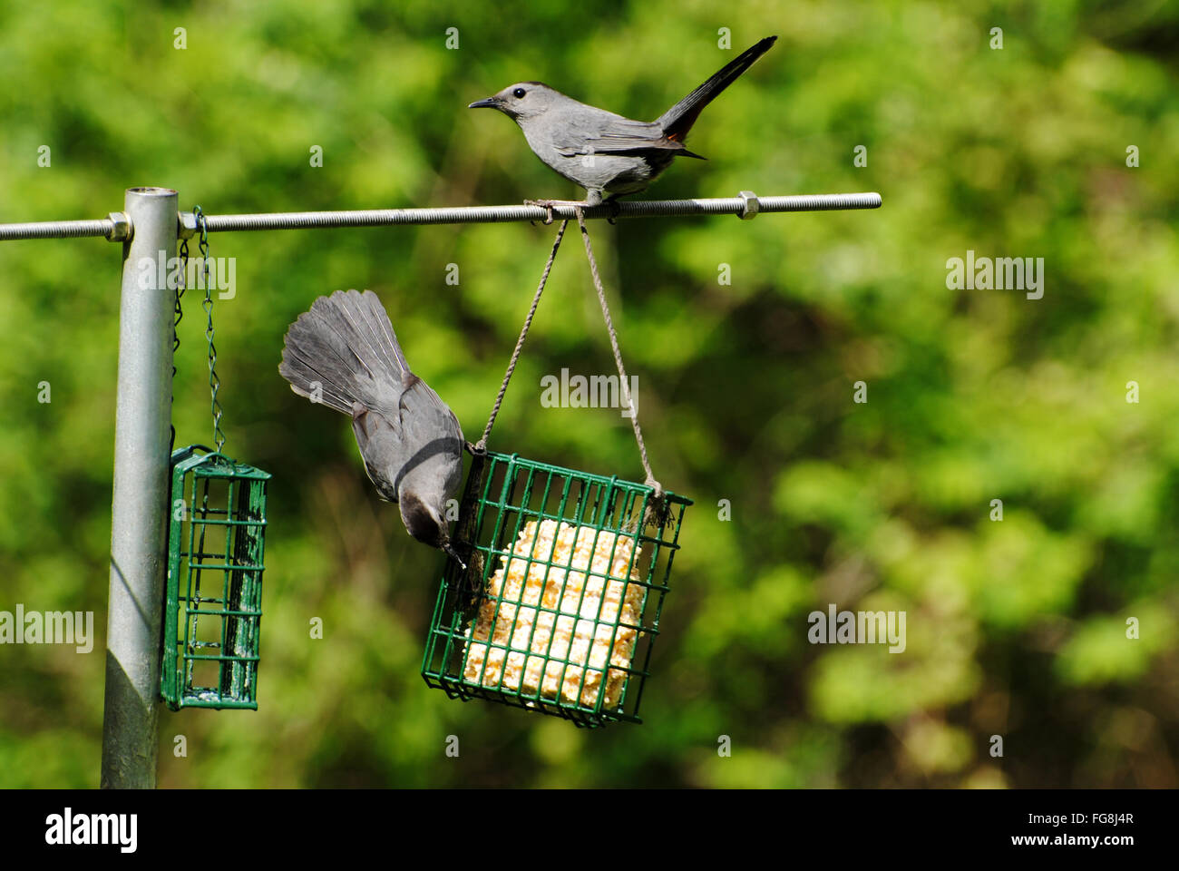 Due uccelli grigio su un alimentatore di estate Foto Stock