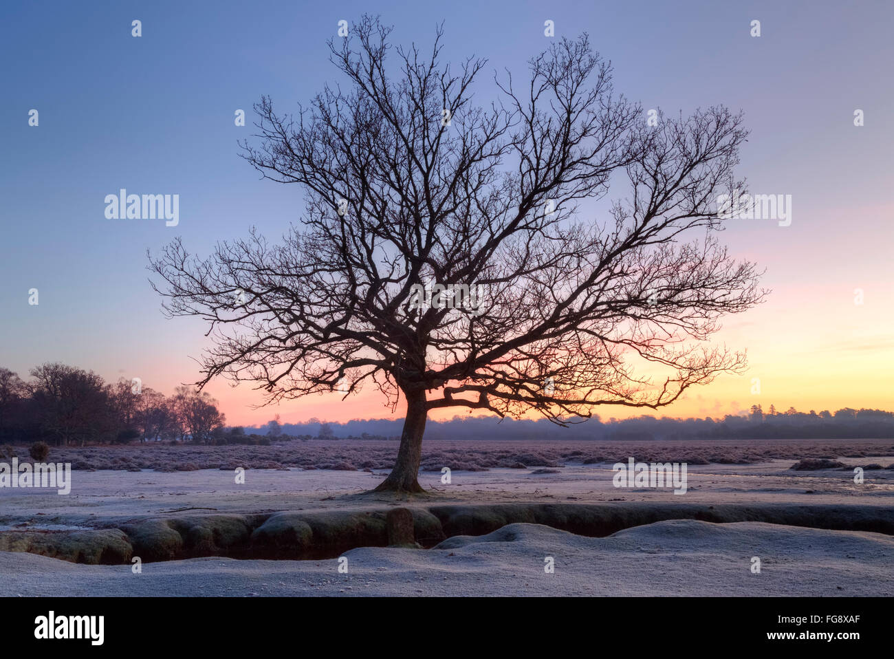 Longwater Prato; nuova foresta; Lyndhurst; Hampshire; Inghilterra; Foto Stock