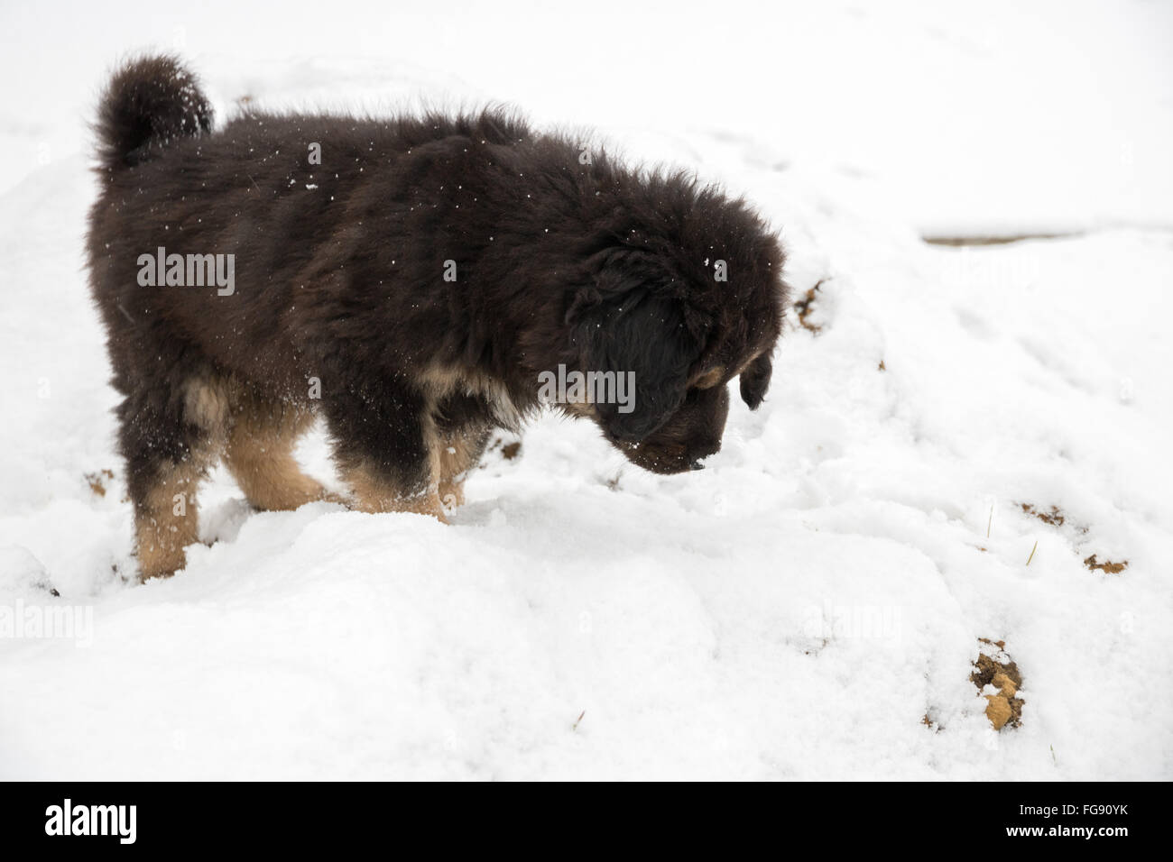 Il Mastino tibetano cucciolo è protagonista di neve Foto Stock