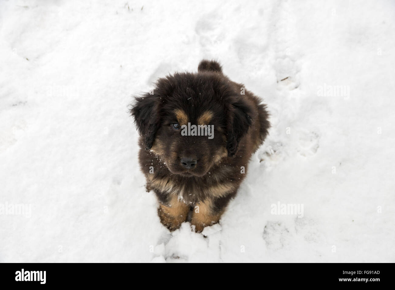 Il Mastino tibetano cucciolo nella neve Foto Stock
