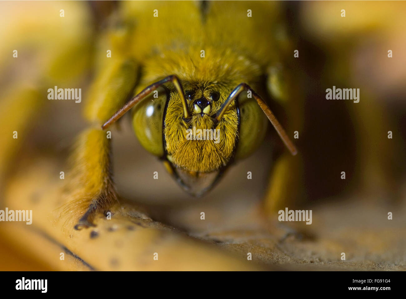 Close up di un ignoto insetto peloso (dimensione  3,5 cm) con una faccia mimic Foto Stock