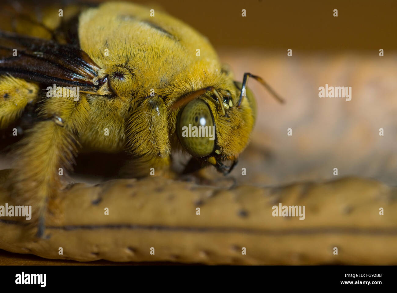 Close up di un ignoto insetto peloso, dimensione  3,5 cm Foto Stock
