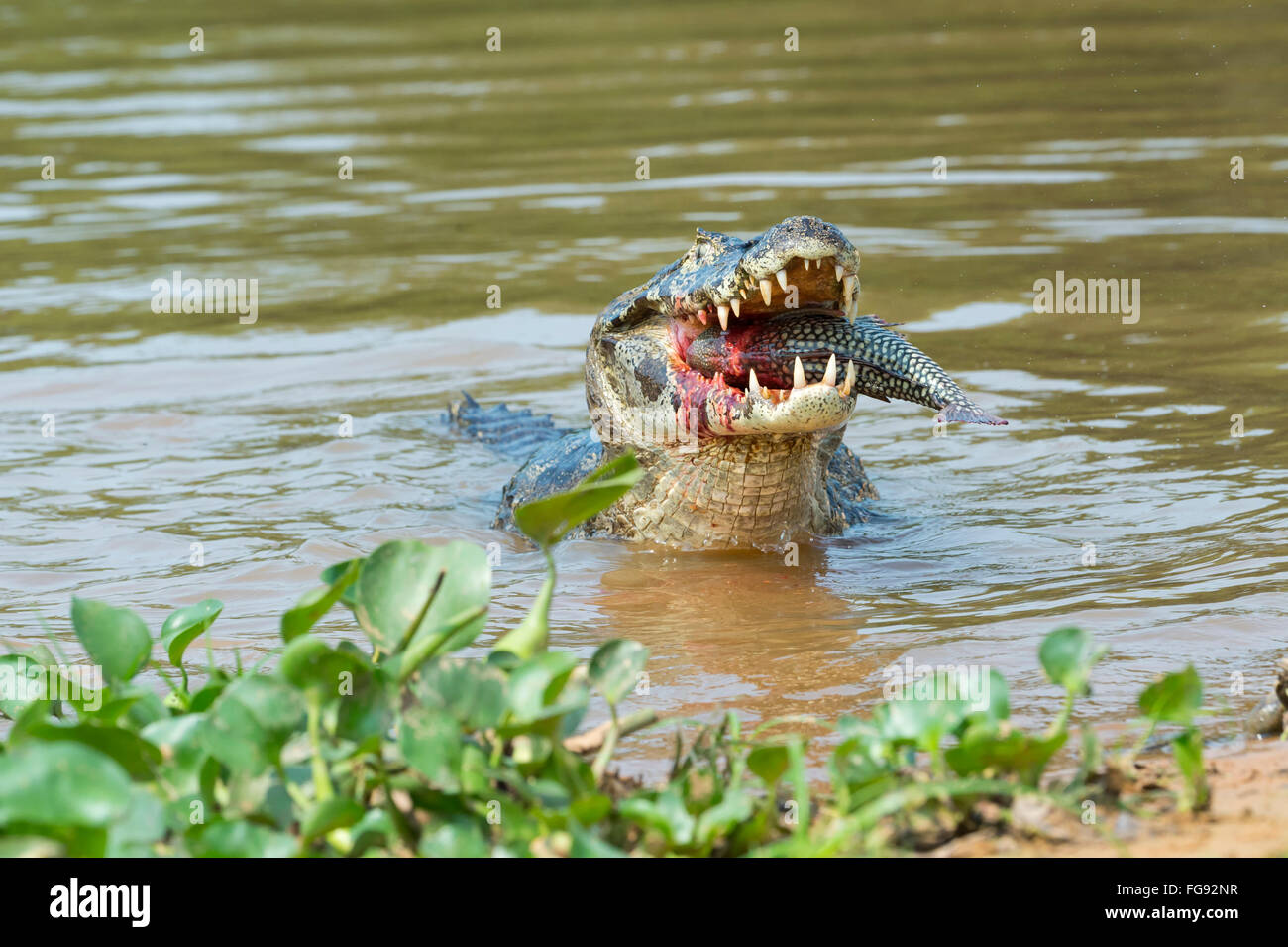 Caimano Yacare (yacare Caimano) divorando un pesce, Cuiaba river, Pantanal, Brasile Foto Stock