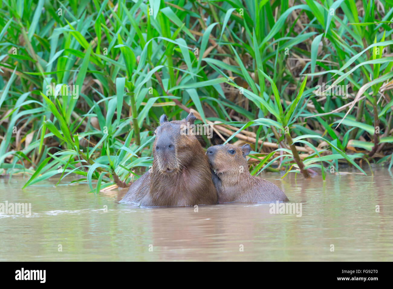 Capibara (Hydrochaeris hydrochaeris) con un giovane nell'acqua, Pantanal, Mato Grosso, Brasile Foto Stock