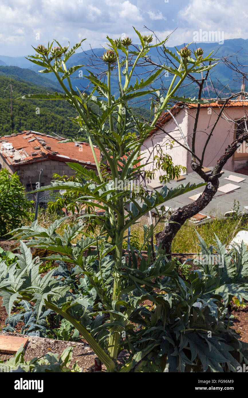 Pianta di carciofo Foto Stock