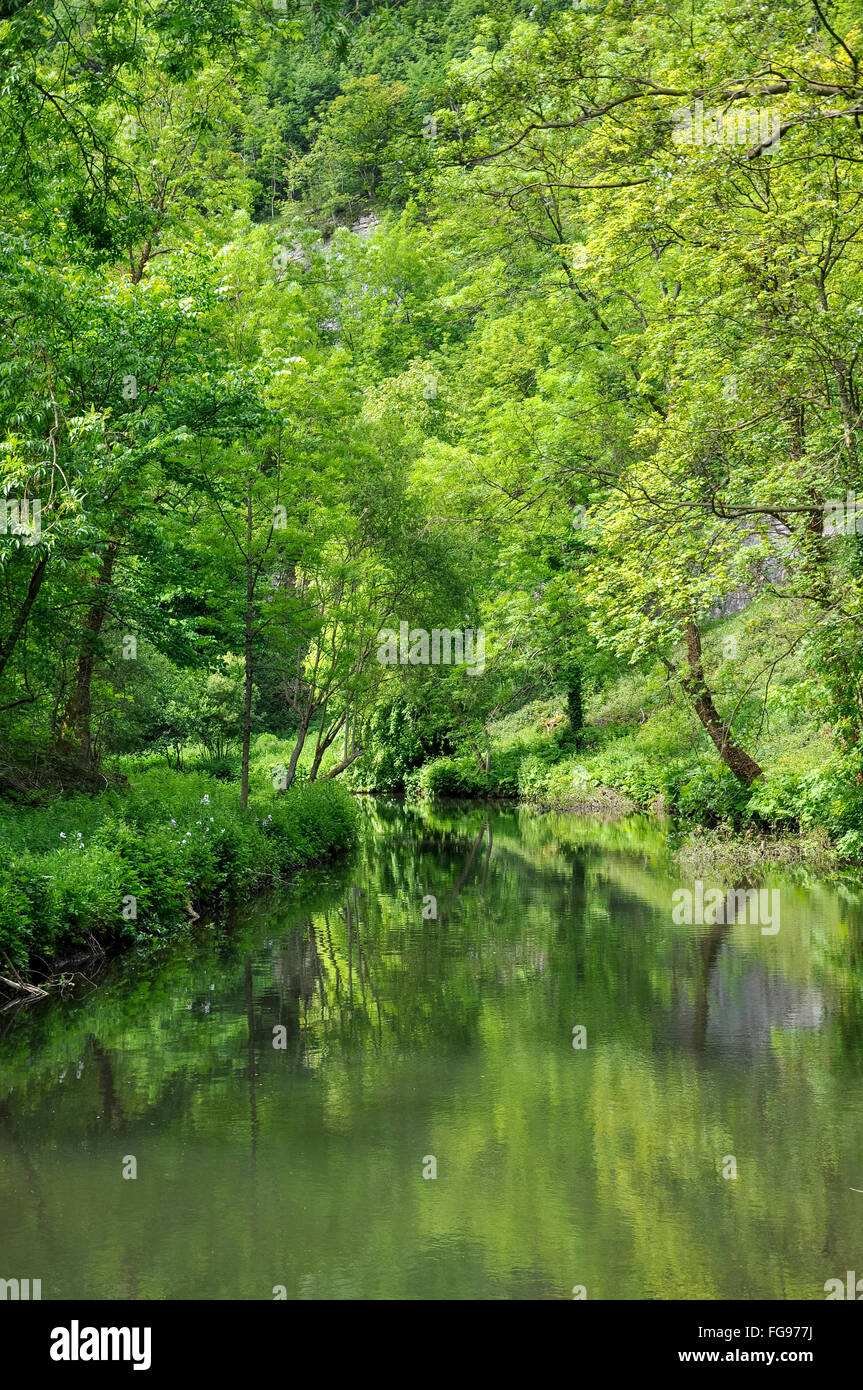 Inizio estate verde accanto al fiume Wye in Millers Dale, Derbyshire, in Inghilterra. Una tranquilla area del Peak District. Foto Stock