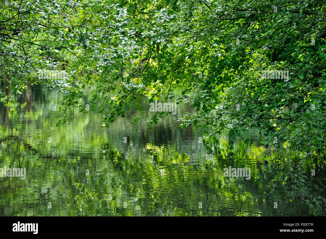 Riflessi di verde nel fiume Wye vicino Cressbrook nel Derbyshire, Inghilterra. Foto Stock