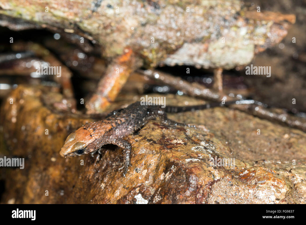 I capretti figliata di foglia lizard Alopoglossus sp. in corrispondenza di un bordo di una foresta pluviale in streaming in provincia di Pastaza, Ecuador Foto Stock