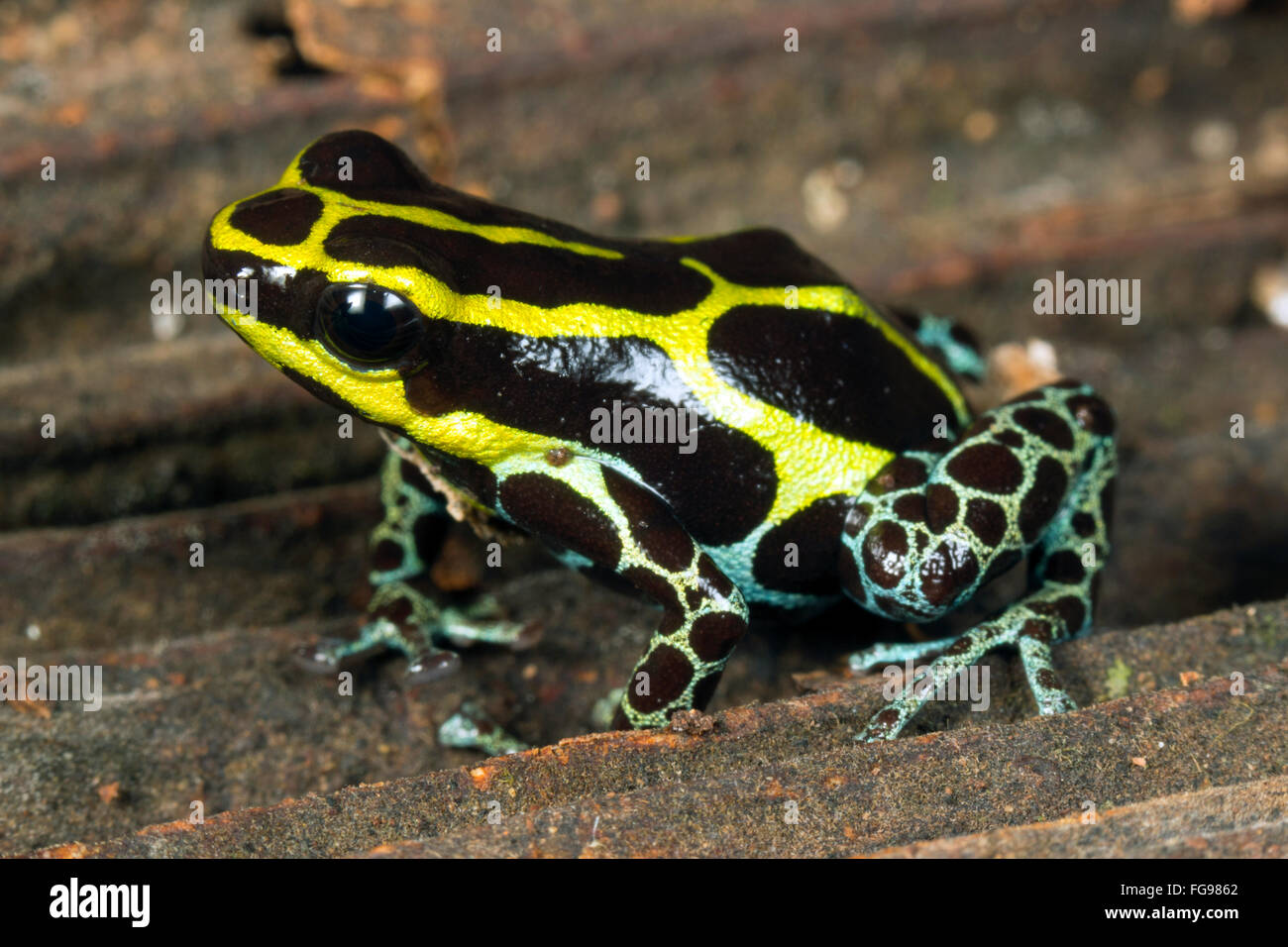 Variabile Rana veleno (Ranitomeya coenobita), provincia di Pastaza, Ecuador Foto Stock