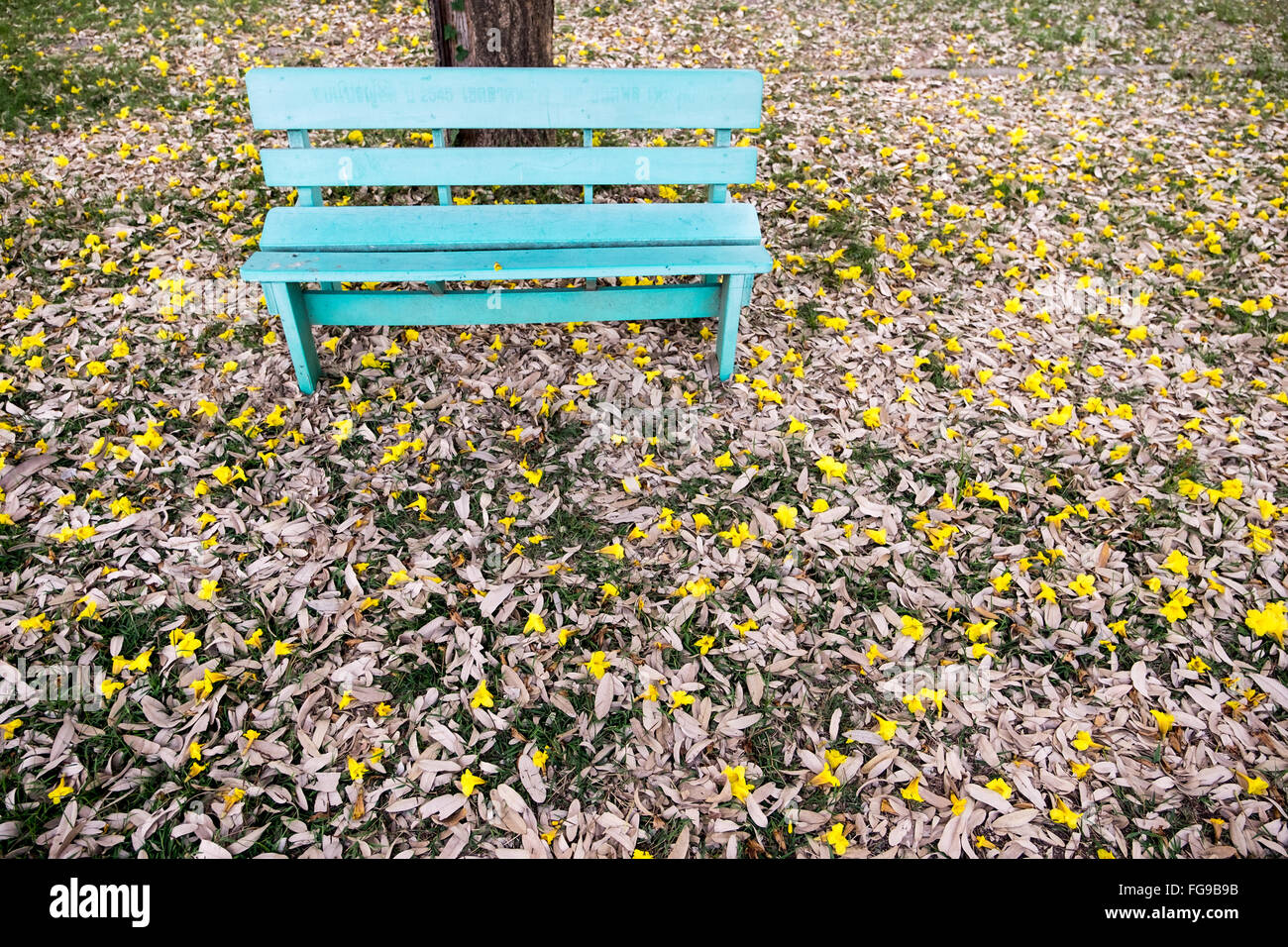 Una luce blu banco sotto una tromba d'argento ad albero o albero d oro. Foto Stock