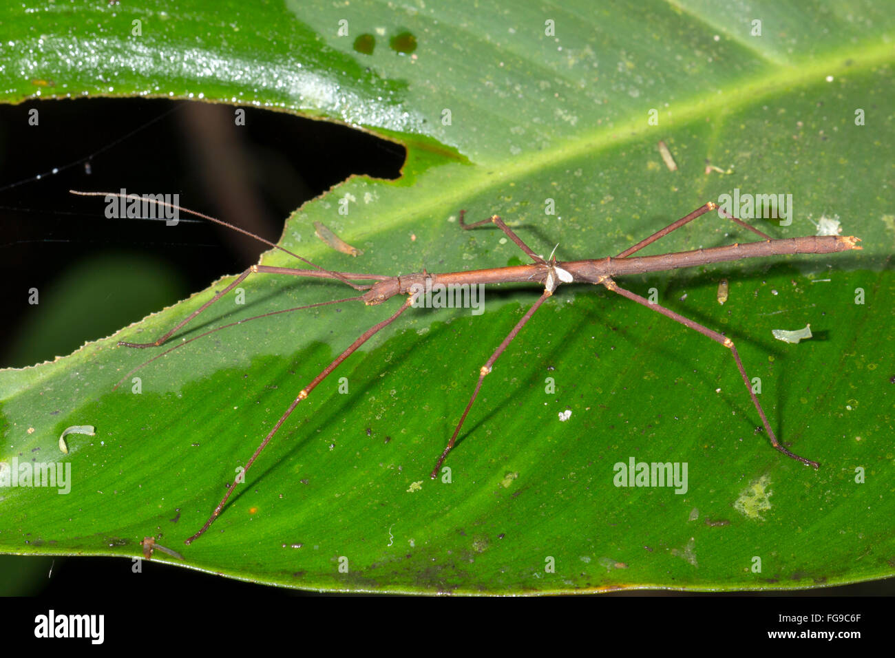 Stick insetto con un sangue dipteran parassita di aspirazione sul suo retro. Nel sottobosco della foresta pluviale, provincia di Pastaza, Ecuador Foto Stock