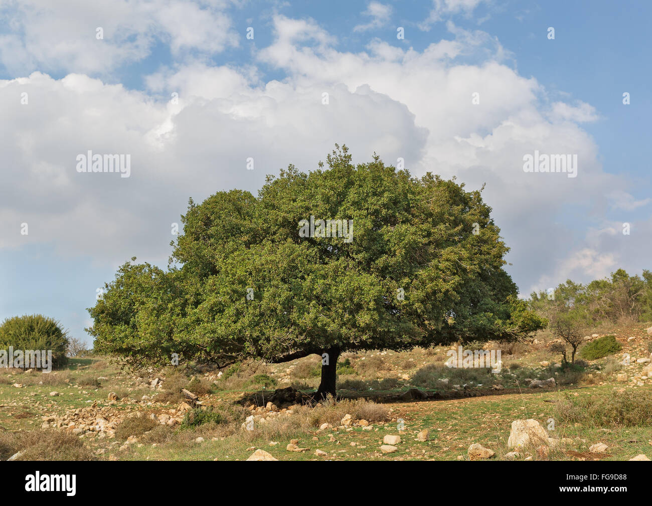 Quercia verde sta da solo Foto Stock