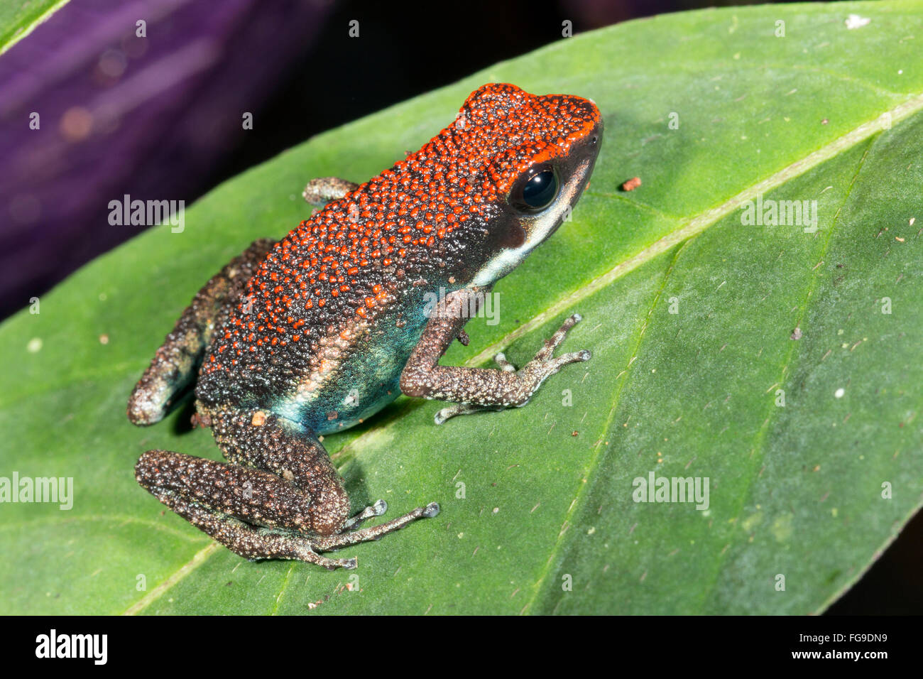 Ruby Rana veleno (Ameerega parvula) nella foresta pluviale in provincia di Pastaza, Ecuador Foto Stock