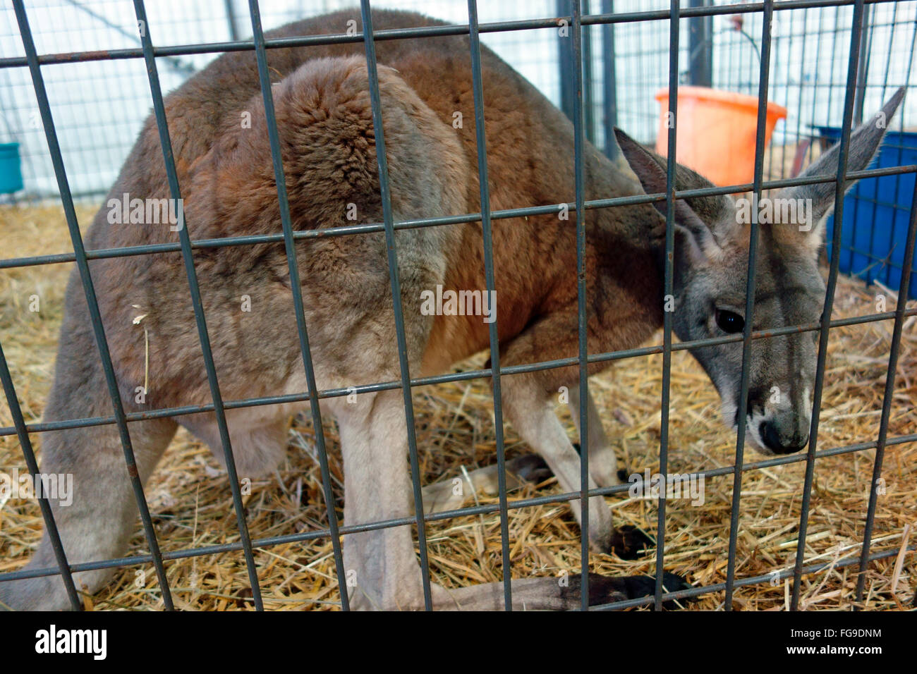 Un canguro in una penna Foto stock - Alamy