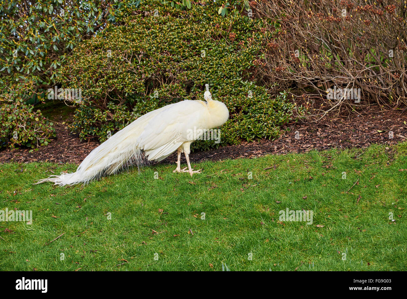 Peachicks sono nati di colore giallo e diventare bianco come loro maturo. Anche se comunemente pensato come albino, pavoni bianchi, o Foto Stock