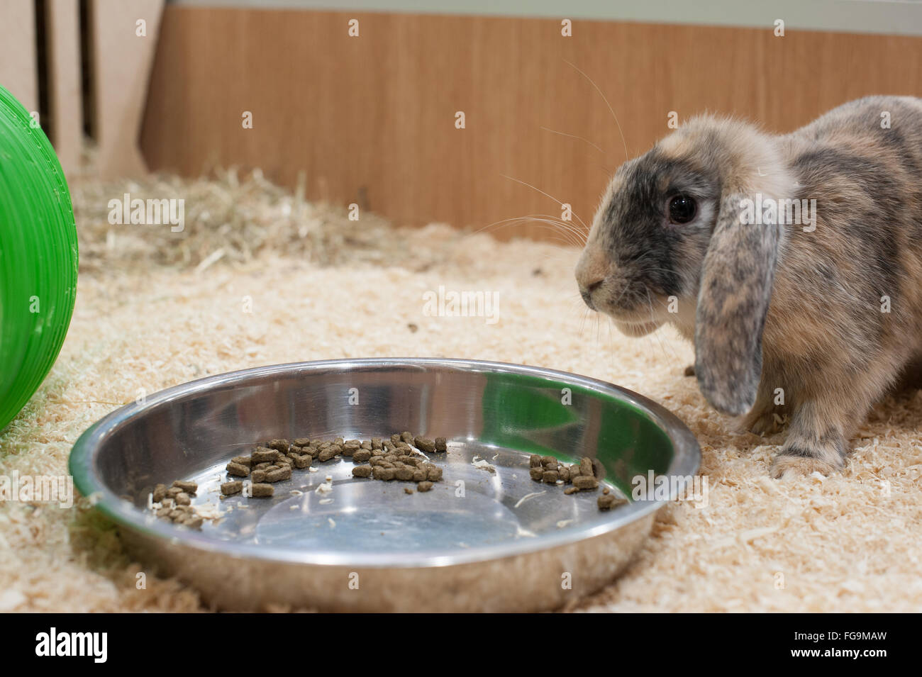 Conigli a giocare in un buon ambiente Foto Stock