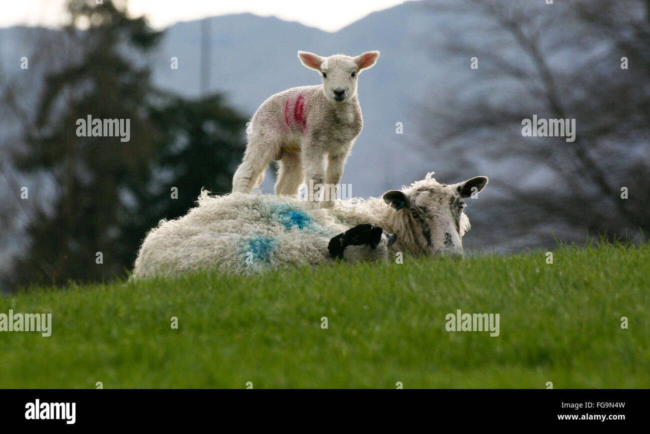 Figliando stagione nelle Highlands scozzesi con agnello in piedi sulla madre. Foto Stock