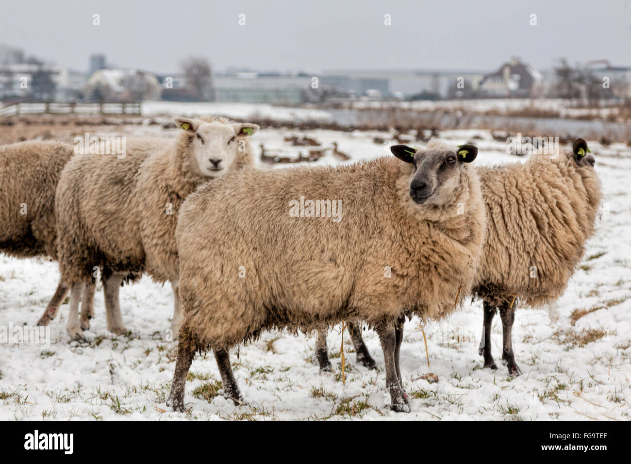 Un gregge di pecore in una coperta di neve paesaggio invernale South Holland, Paesi Bassi. Foto Stock