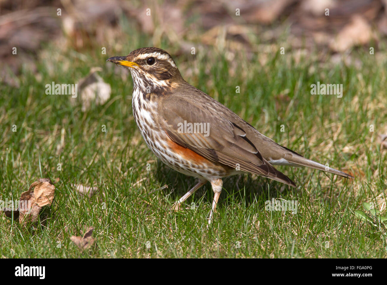 Redwing (Turdus iliacus). Singolo uccello in piedi sull'erba. Svezia Foto Stock