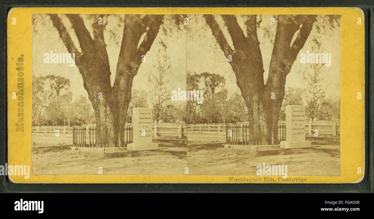 Washington elm, Cambridge, da Robert N. Dennis raccolta di vista stereoscopica Foto Stock