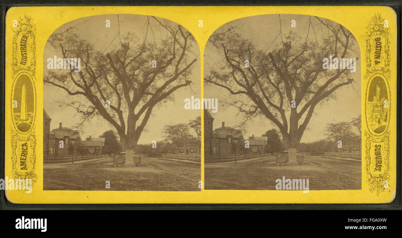 Washington elm, Cambridge, Massa, da Robert N. Dennis raccolta di vista stereoscopica Foto Stock