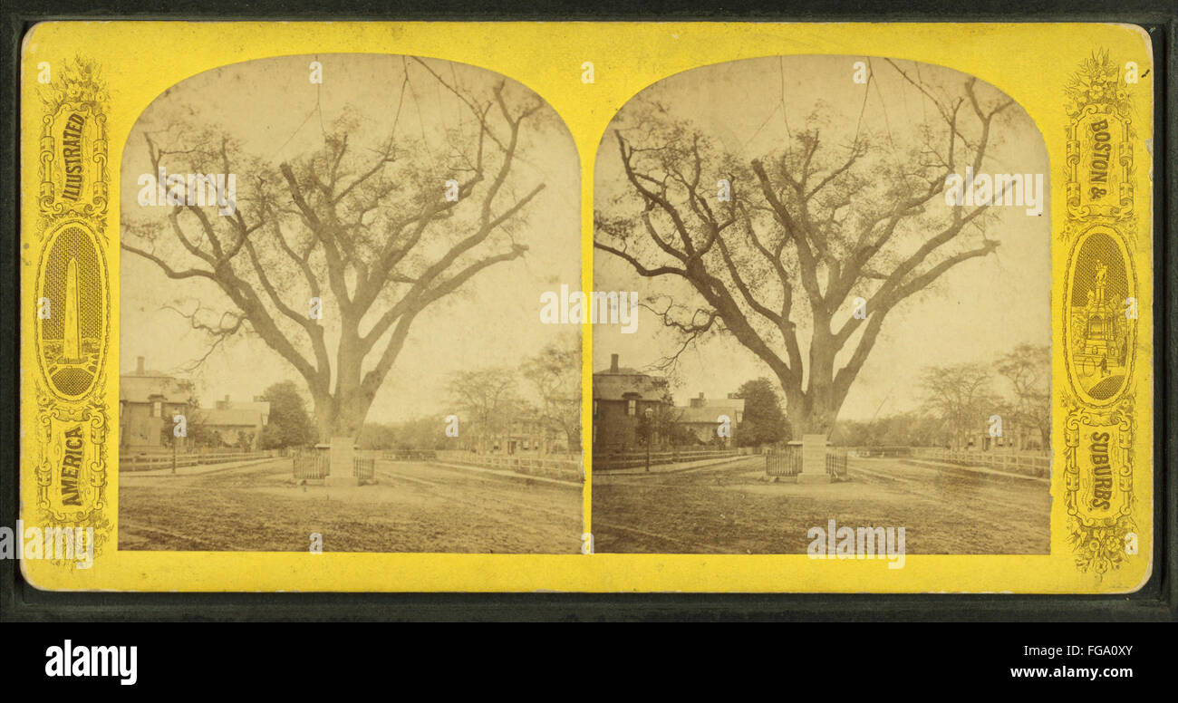 Washington elm, Cambridge, Massa, da Robert N. Dennis raccolta di vista stereoscopica 2 Foto Stock