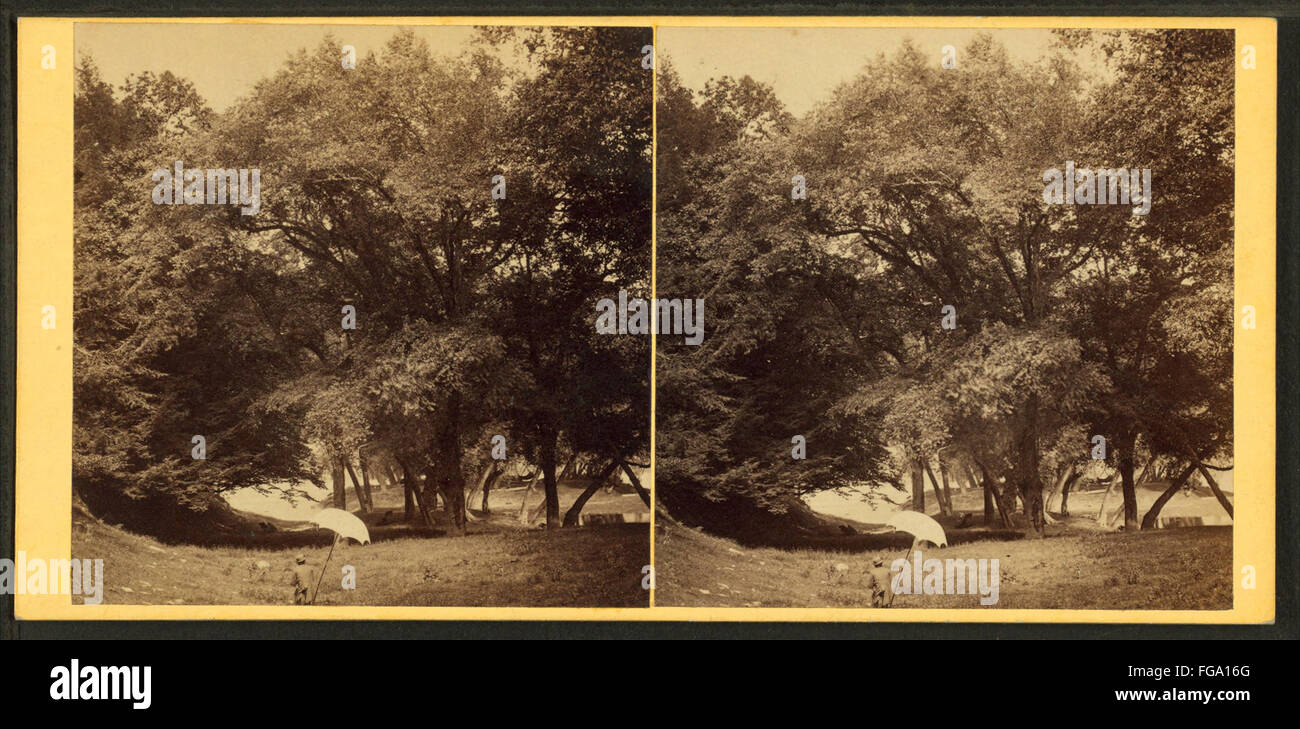 Acqua betulla, Catawissa Isola, Catawissa Creek, da Moran, Giovanni, 1831-1903 2 Foto Stock