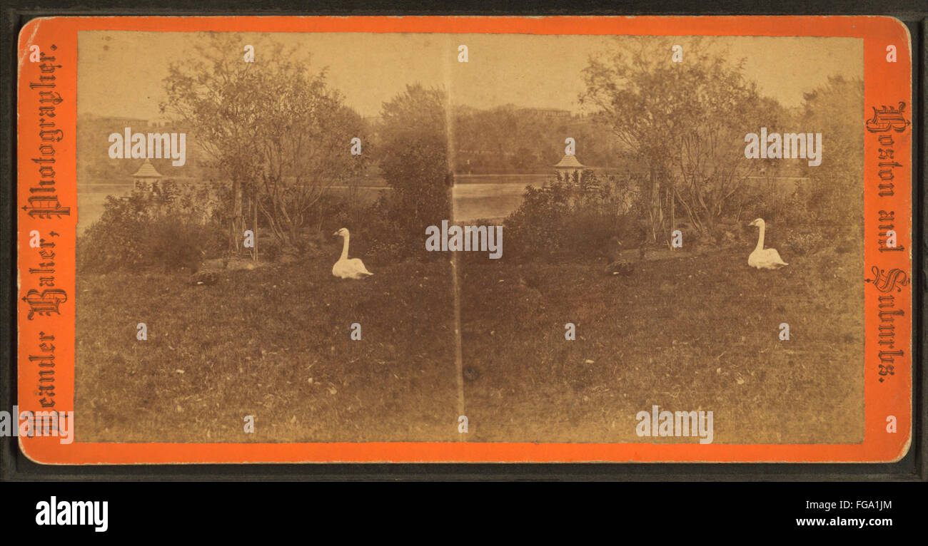 Il White Swan vicino al lato dello stagno, da Robert N. Dennis raccolta di vista stereoscopica Foto Stock