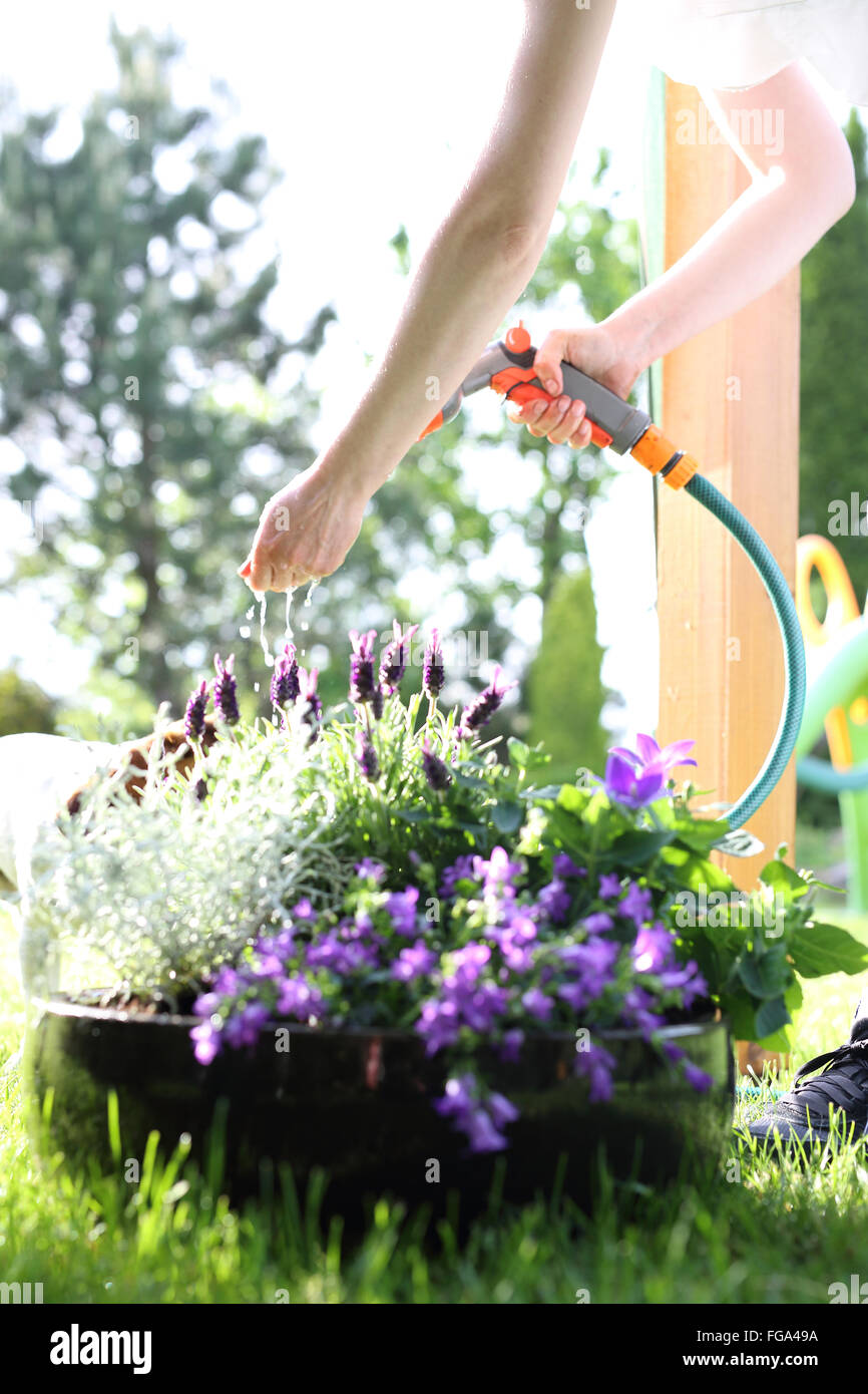 La donna annacquare le piante in giardino giardino verde. per irrigare il giardino. Impianti di irrigazione Foto Stock