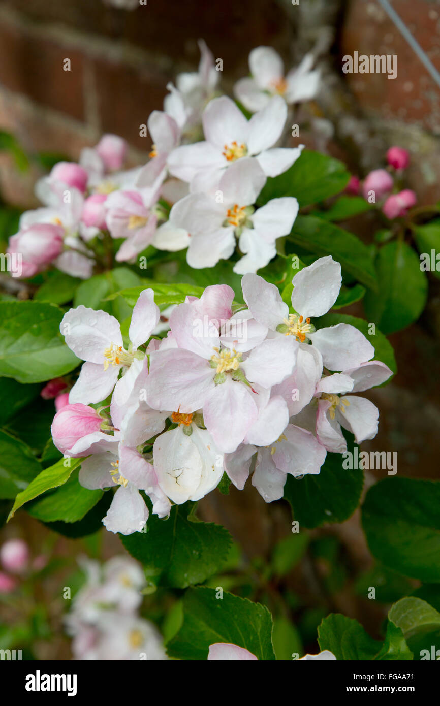 Apple Blossom; la molla; Cornovaglia; Regno Unito Foto Stock