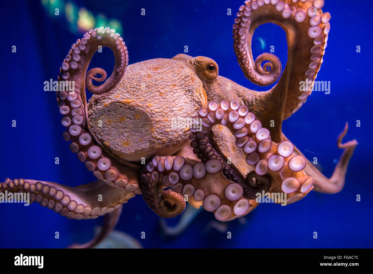 Classe cefalopodi mollusco - Octopus vulgaris (polpo) Foto Stock