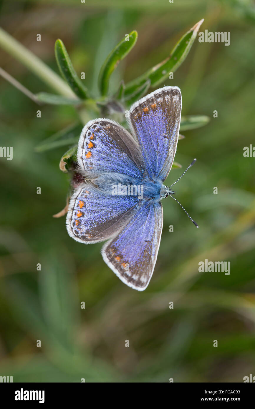 Comune di Blue Butterfly; Polyommatus icarus femmina singolo Anglesey, Regno Unito Foto Stock